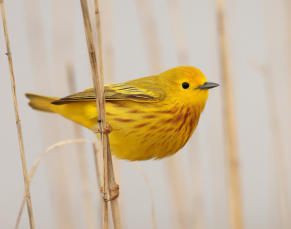 Yellow Warbler Setophaga petechia
