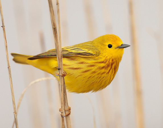 Yellow Warbler Setophaga petechia