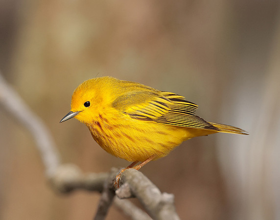 Yellow Warbler Setophaga petechia