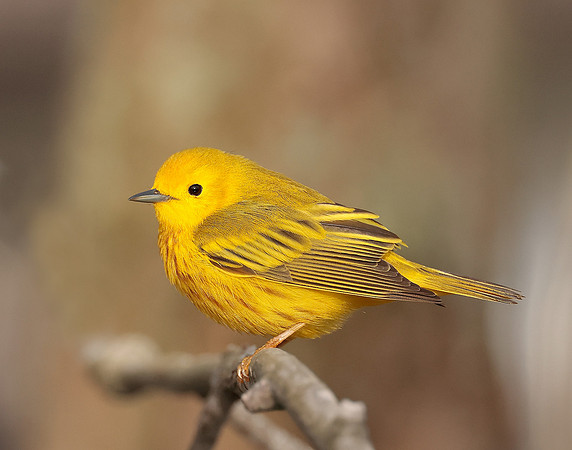 Yellow Warbler Setophaga petechia