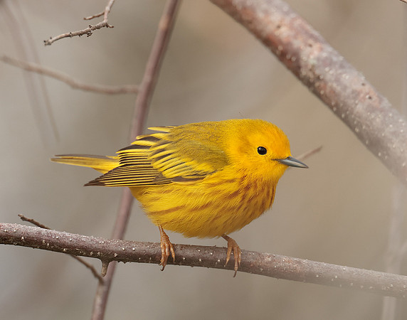 Yellow Warbler Setophaga petechia