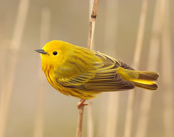 Yellow Warbler Setophaga petechia