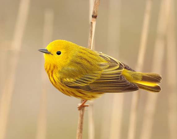Yellow Warbler Setophaga petechia