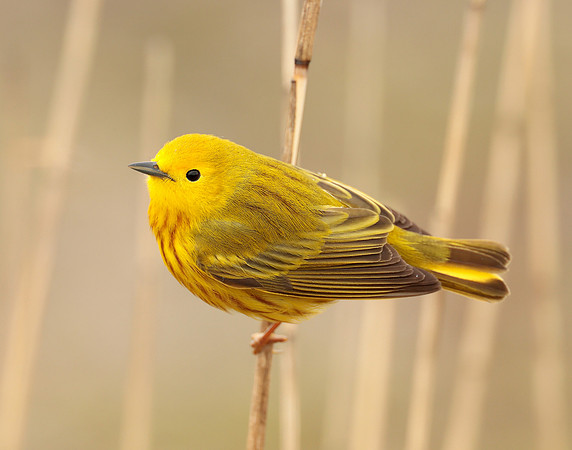 Yellow Warbler Setophaga petechia