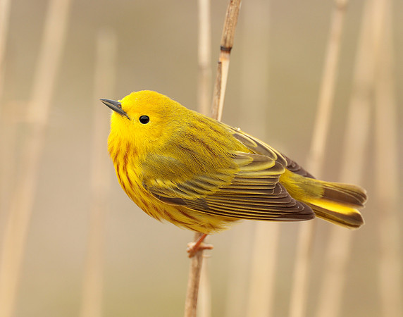 Yellow Warbler Setophaga petechia