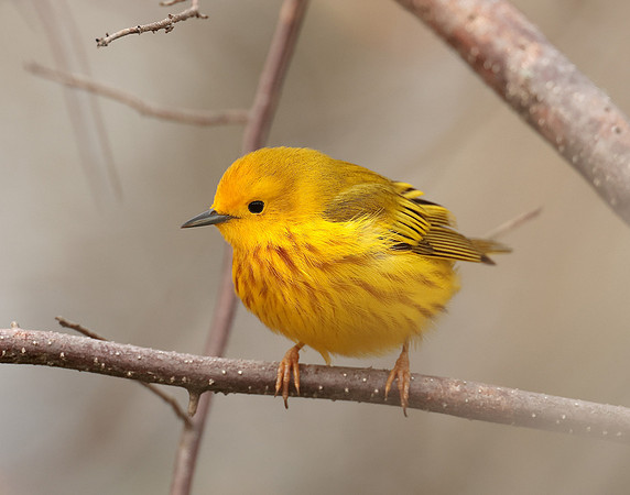 Yellow Warbler Setophaga petechia