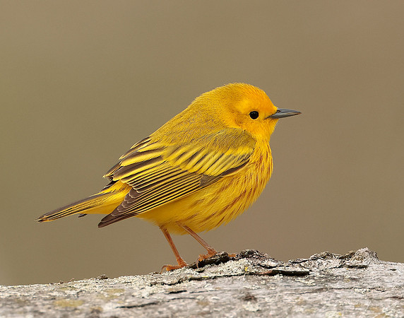 Yellow Warbler Setophaga petechia