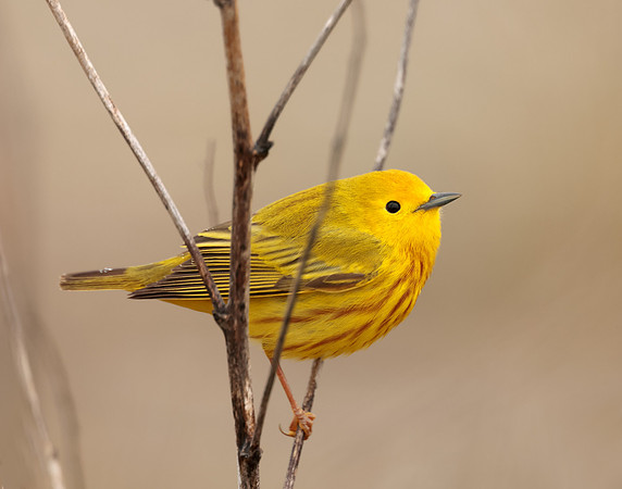 Yellow Warbler Setophaga petechia
