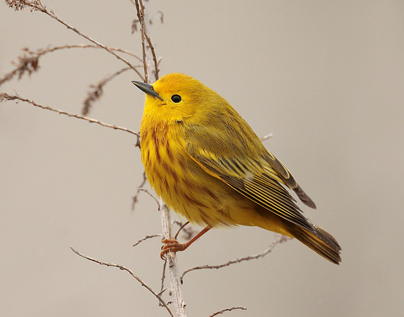 Yellow Warbler Setophaga petechia