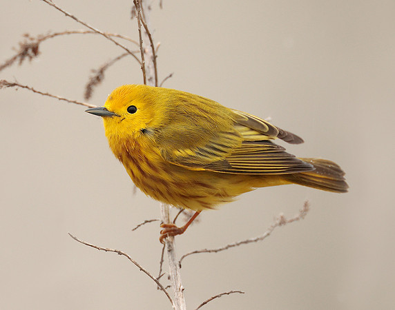 Yellow Warbler Setophaga petechia