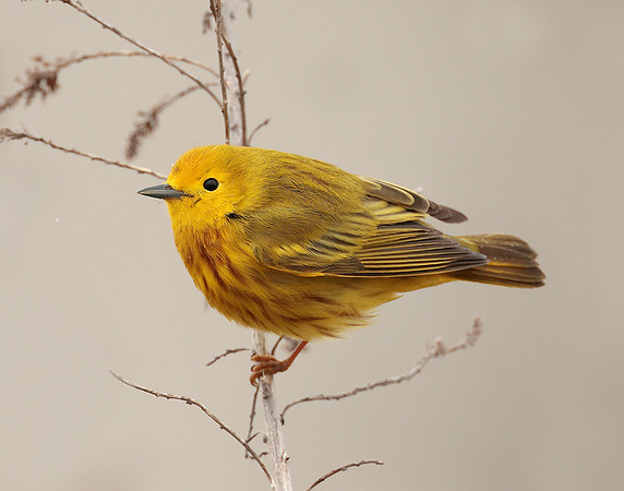 Yellow Warbler Setophaga petechia