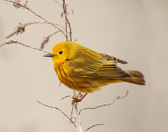 Yellow Warbler Setophaga petechia