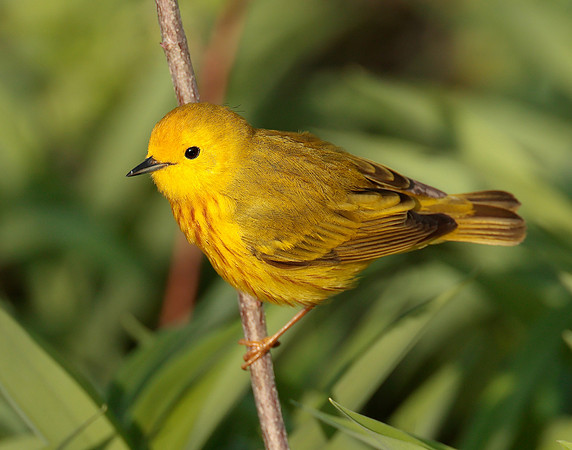 Yellow Warbler Setophaga petechia