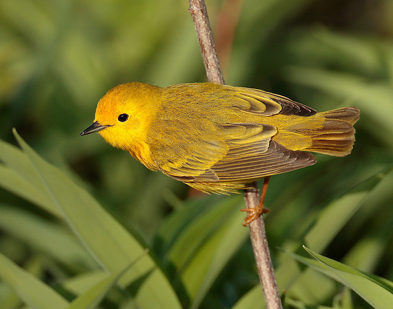 Yellow Warbler Setophaga petechia