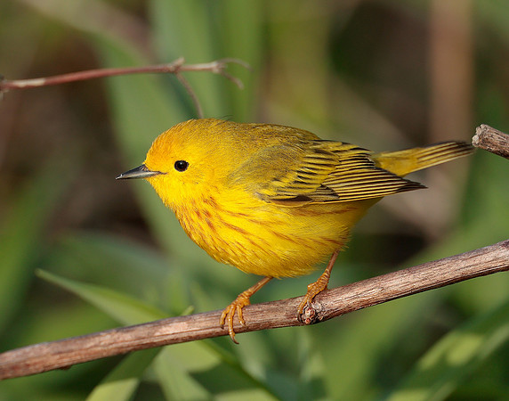 Yellow Warbler Setophaga petechia