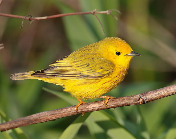 Yellow Warbler Setophaga petechia