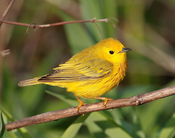 Yellow Warbler Setophaga petechia
