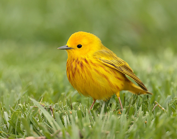 Yellow Warbler Setophaga petechia