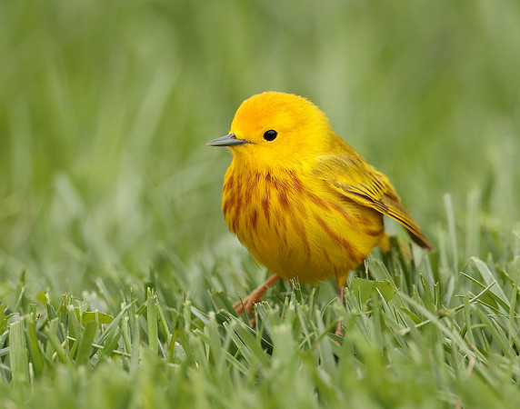 Yellow Warbler Setophaga petechia