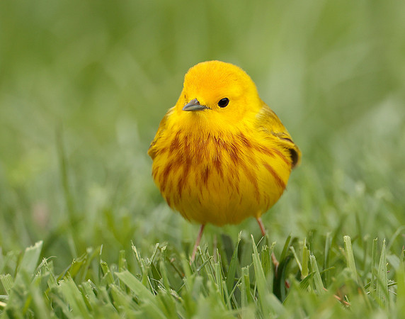 Yellow Warbler Setophaga petechia