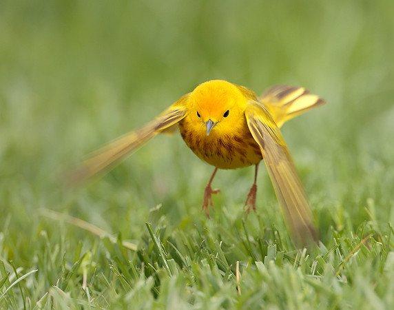Yellow Warbler Setophaga petechia