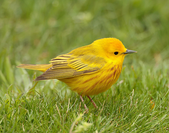 Yellow Warbler Setophaga petechia
