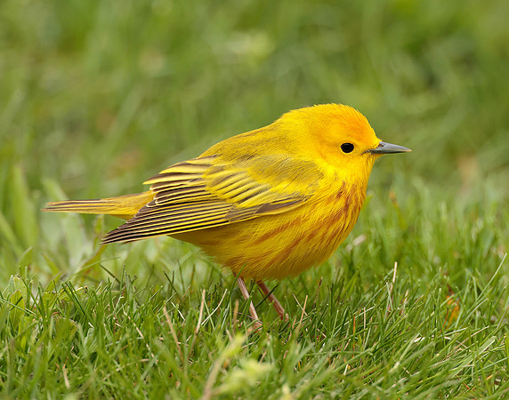 Yellow Warbler Setophaga petechia