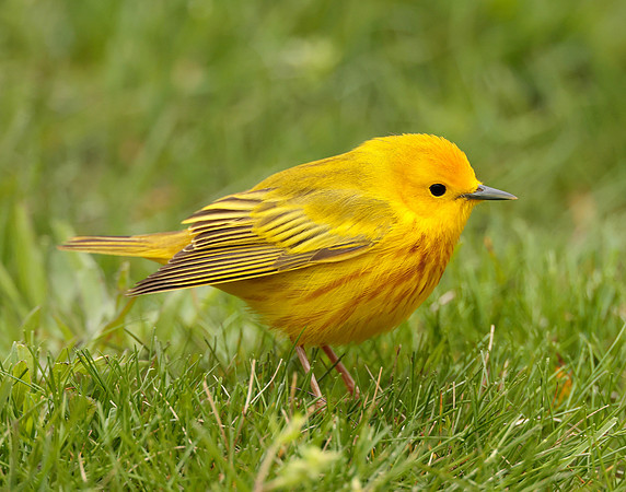 Yellow Warbler Setophaga petechia