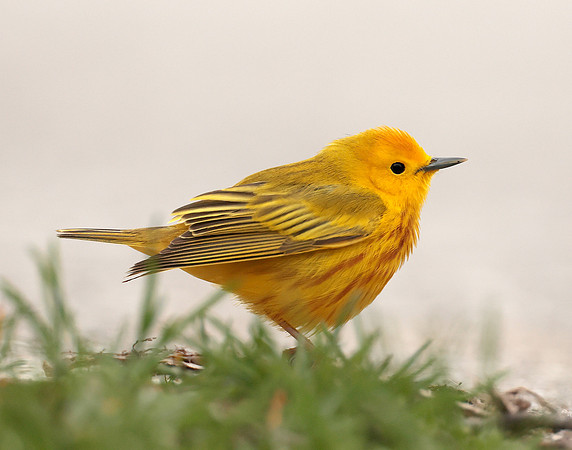 Yellow Warbler Setophaga petechia