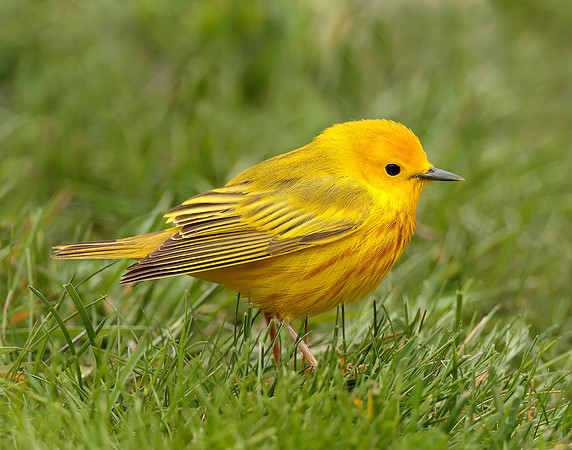 Yellow Warbler Setophaga petechia
