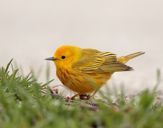 Yellow Warbler Setophaga petechia