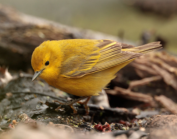 Yellow Warbler Setophaga petechia