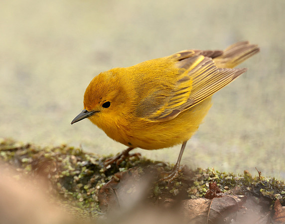 Yellow Warbler Setophaga petechia