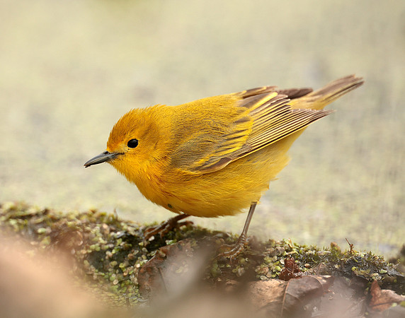 Yellow Warbler Setophaga petechia