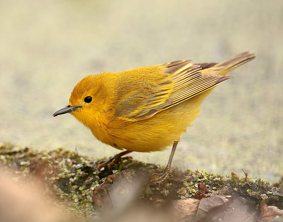 Yellow Warbler Setophaga petechia