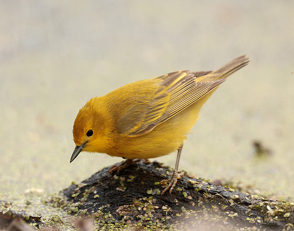 Yellow Warbler Setophaga petechia
