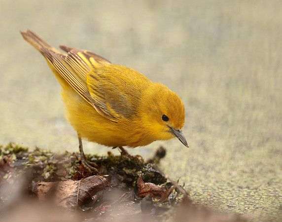 Yellow Warbler Setophaga petechia