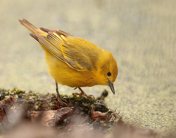Yellow Warbler Setophaga petechia