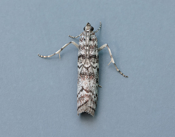62.028 BF1454 Dioryctria abietella