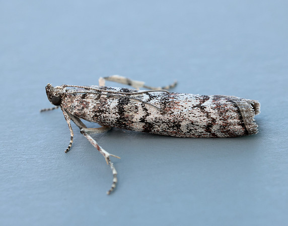 62.028 BF1454 Dioryctria abietella