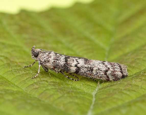 62.028 BF1454 Dioryctria abietella