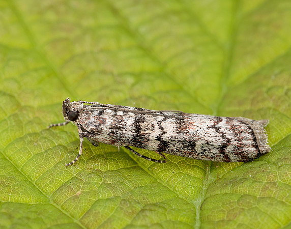 62.028 BF1454 Dioryctria abietella