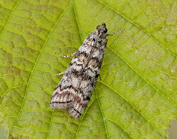 62.028 BF1454 Dioryctria abietella