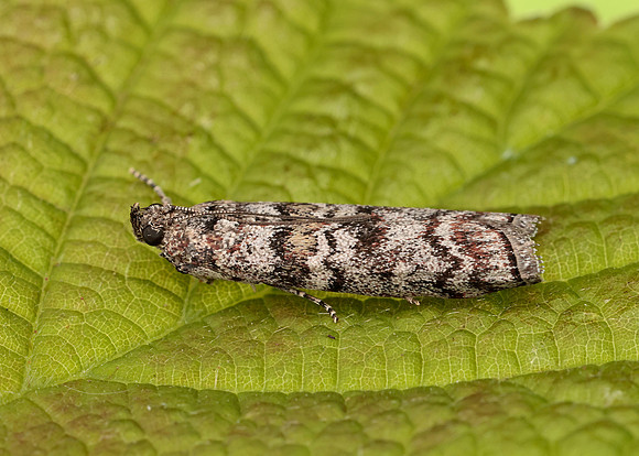 62.028 BF1454 Dioryctria abietella