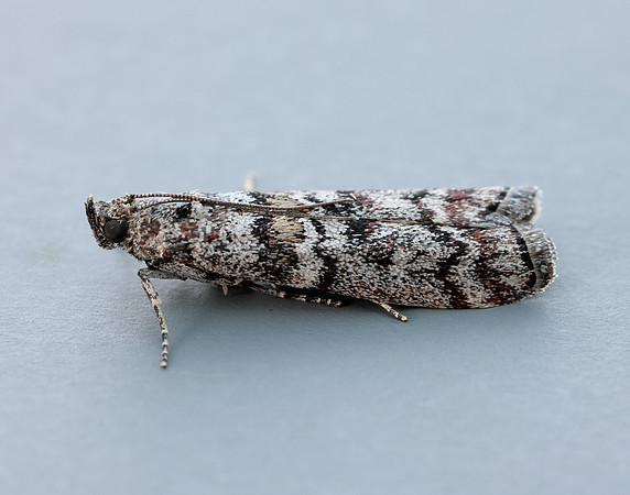 62.028 BF1454 Dioryctria abietella
