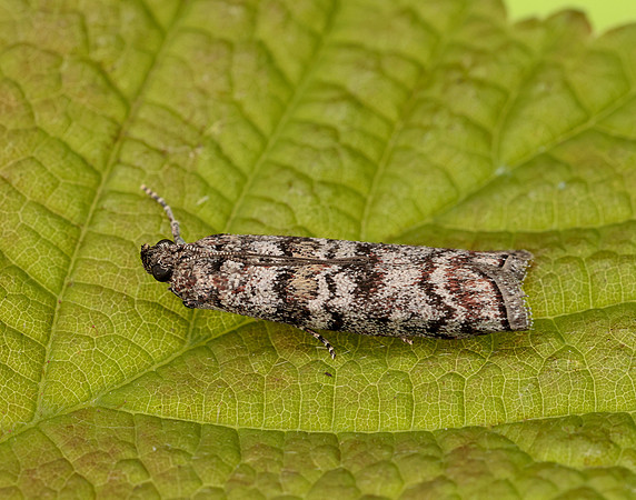 62.028 BF1454 Dioryctria abietella