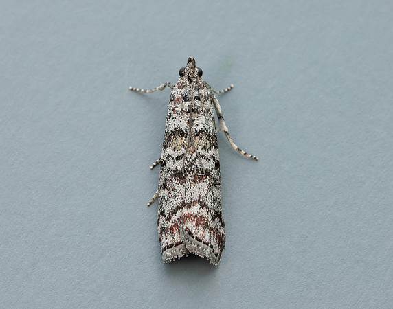 62.028 BF1454 Dioryctria abietella