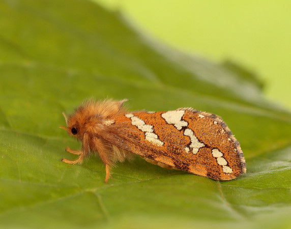 3.004 BF16 Gold Swift Phymatopus hecta