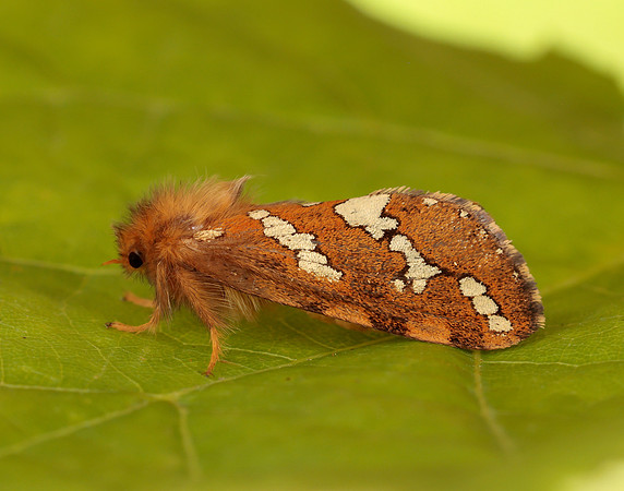 3.004 BF16 Gold Swift Phymatopus hecta