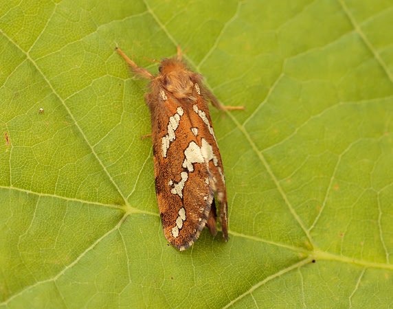 3.004 BF16 Gold Swift Phymatopus hecta